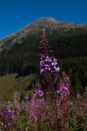 Tatras