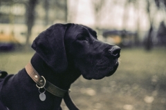 Dan