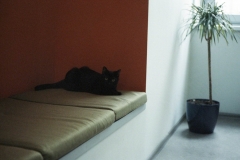 Office Cat