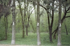 Numbered Trees