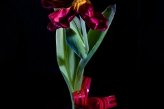 Dark Flower