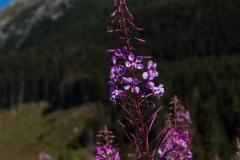 Tatras