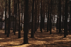 Forest Retreat