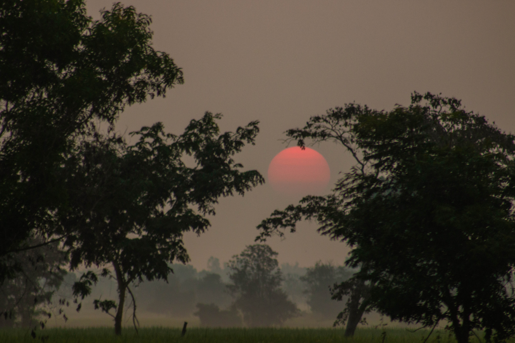 Sunrise in the Rice Fields