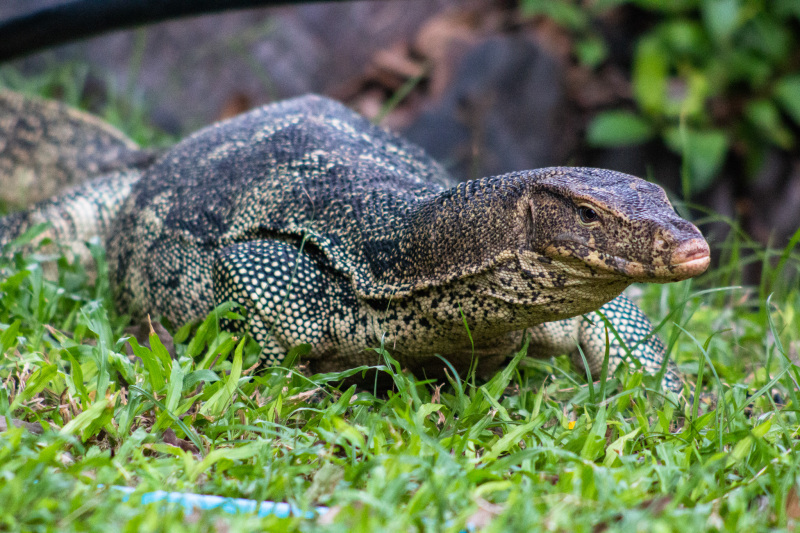 Water Monitor