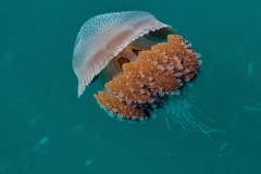 Jellyfish