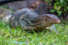 Water Monitor