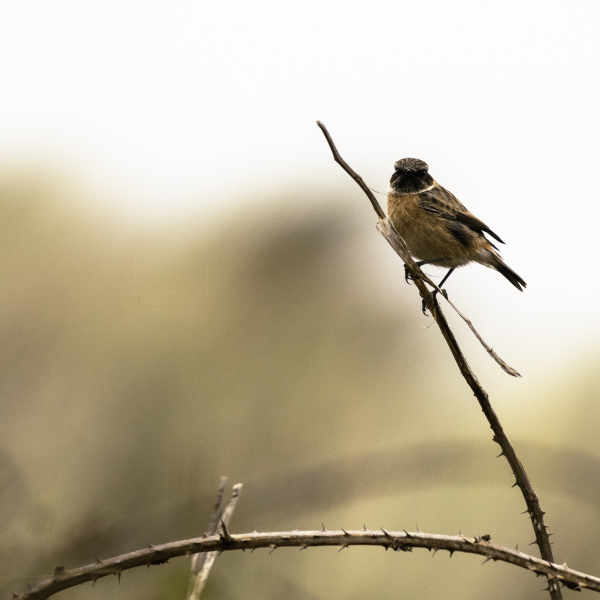 Stonechat