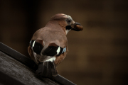 Jay