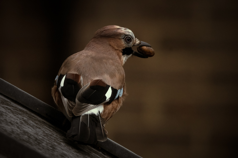 Jay