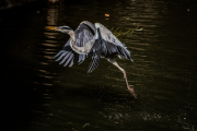 Heron