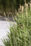 Fisher in the reeds