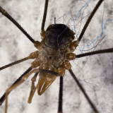 Opiliones