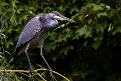 Fishbane