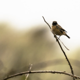 Stonechat