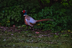 Pheasant