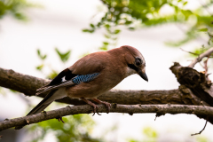 Pensive Jay