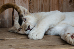 Kittens